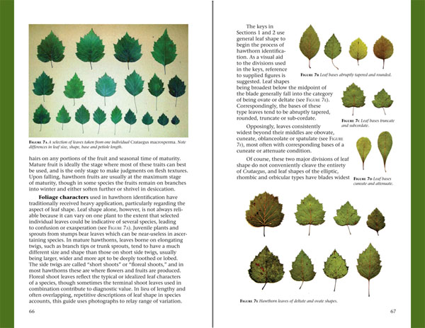 Haws - A Guide to Hawthorns of the Southeastern United States by Ron Lance