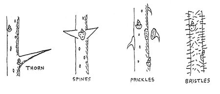 thorns spines prickles bristles