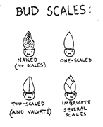 naked bud scales imbricate
