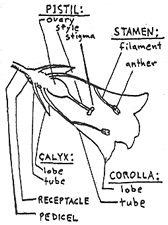 Pistil ovary style stigma stamen filament anther Calyx Corolla Receptacle Pedicel