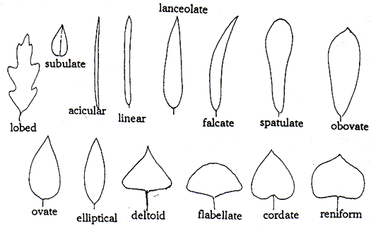 lobed subulate acicular linear lanceolate falcate spatulate obovate ovate elliptical deltoid flabellate cordate reniform