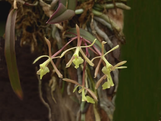 Green-fly Orchid (Epidendrum conopseum, Epidendrum magnoliae var. magnoliae, Epidendrum magnoliae, Epidendrum conopseum var. conopseum)