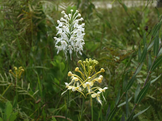 Large White Fringed Orchid (Habenaria blephariglottis var. blephariglottis, Platanthera blephariglottis var. conspicua, Platanthera conspicua)