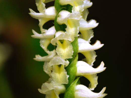 Fragrant Ladies'-tresses, Marsh Ladies-tresses (Spiranthes cernua var. odorata, Spiranthes odorata)