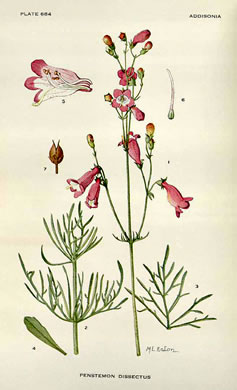 drawing of Penstemon dissectus, Georgia Beardtongue, Grit Beardtongue