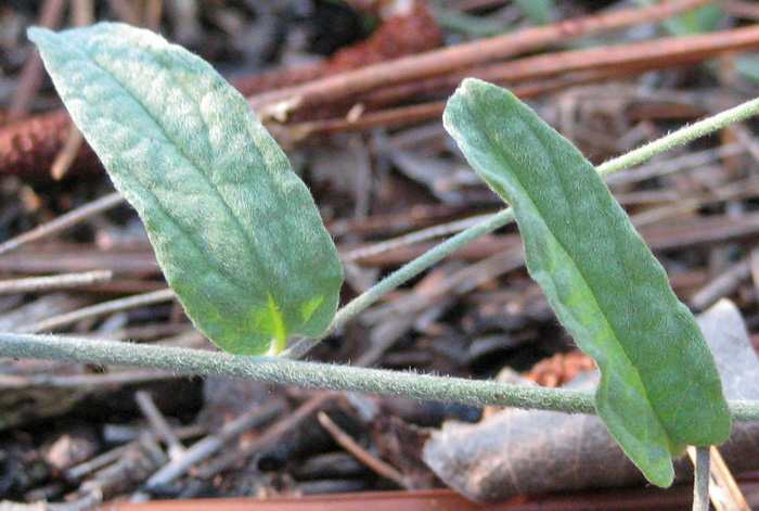 Stylisma aquatica, Water Dawnflower