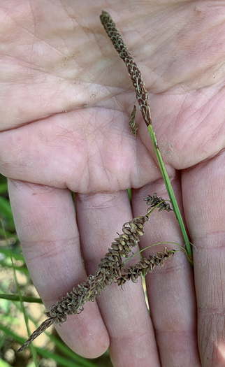 image of Carex barrattii, Barratt's Sedge