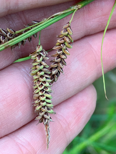 image of Carex barrattii, Barratt's Sedge