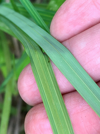 image of Carex barrattii, Barratt's Sedge