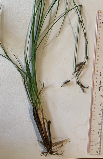 image of Carex barrattii, Barratt's Sedge