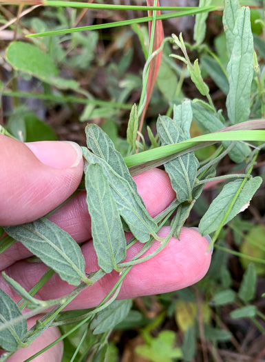 image of Stylisma aquatica, Water Dawnflower