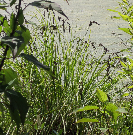 Carex decomposita, Cypress-knee Sedge, Epiphytic Sedge