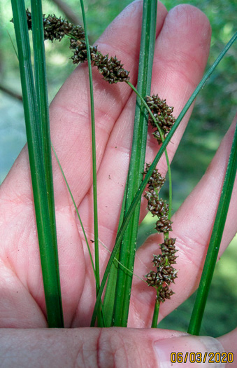 Carex decomposita, Cypress-knee Sedge, Epiphytic Sedge