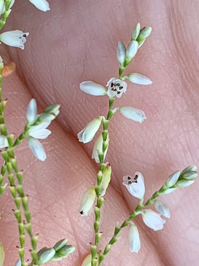 Polygonella gracilis, Wireweed, Tall Jointweed