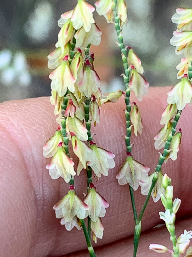 Polygonella gracilis, Wireweed, Tall Jointweed