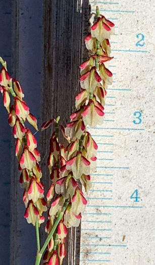 Polygonella gracilis, Wireweed, Tall Jointweed