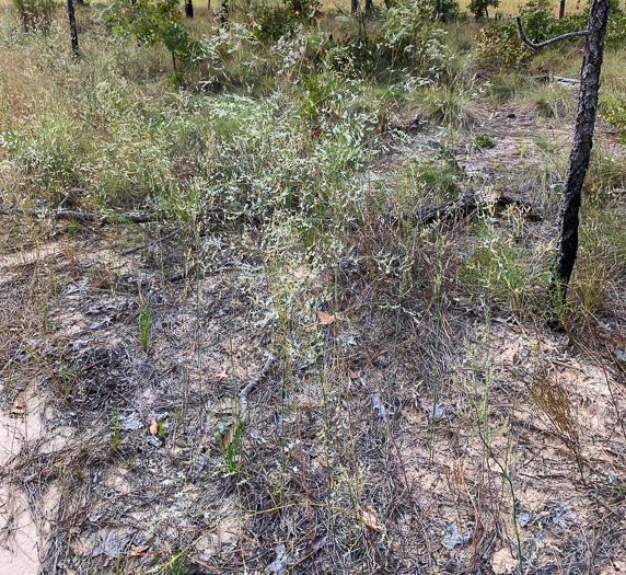 image of Polygonella gracilis, Wireweed, Tall Jointweed