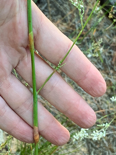 Polygonella gracilis, Wireweed, Tall Jointweed