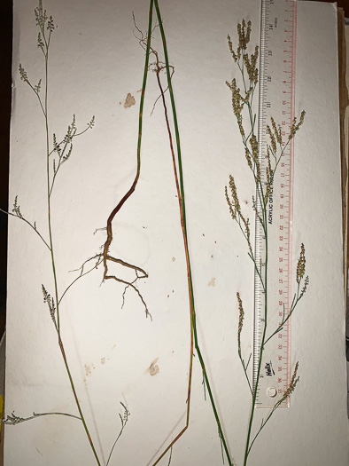 image of Polygonella gracilis, Wireweed, Tall Jointweed