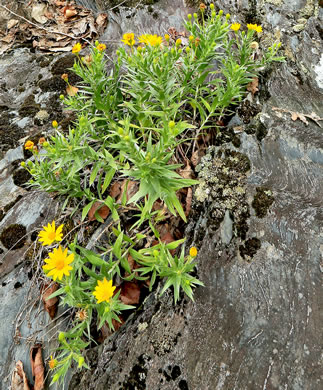 image of Pityopsis ruthii, Ruth's Goldenaster