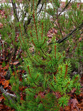 image of Ceratiola ericoides, Florida Rosemary, Sandhill Rosemary, Sand Heath