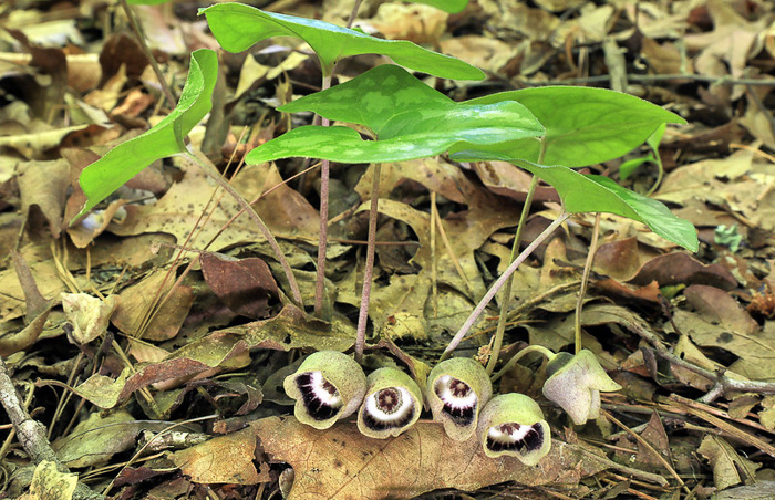 image of Hexastylis finzelii, Finzel's Heartleaf, Finzel’s Wild Ginger