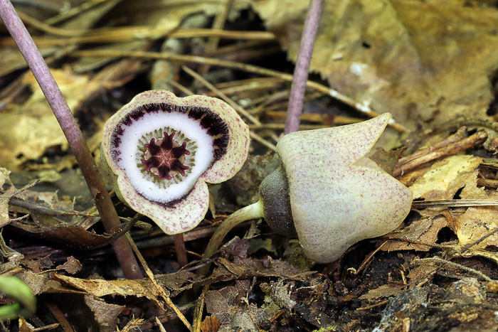 image of Hexastylis finzelii, Finzel's Heartleaf, Finzel’s Wild Ginger