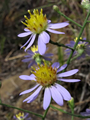 image of Symphyotrichum rhiannon, Buck Creek Aster, Rhiannon's Aster