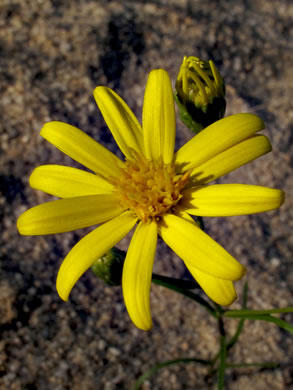 Pityopsis pinifolia, Sandhill Goldenaster, Taylor County Goldenaster, Taylor County Silkgrass