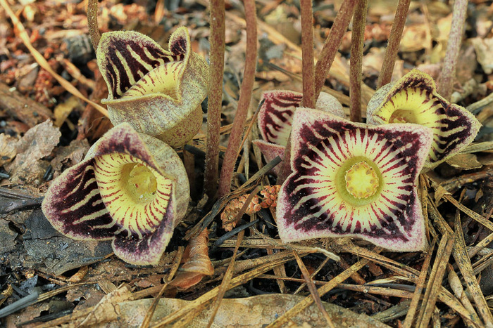 image of Hexastylis speciosa, Alabama Heartleaf, Alabama Ginger