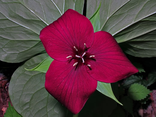 image of Trillium vaseyi, Vasey's Trillium, Sweet Trillium, Sweet Beth