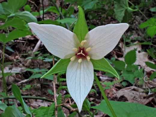 Trillium species 2, Amicalola Trillium