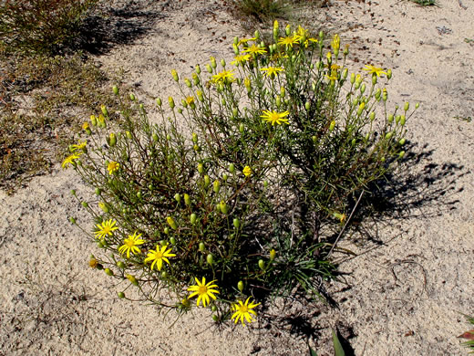 Pityopsis pinifolia, Sandhill Goldenaster, Taylor County Goldenaster, Taylor County Silkgrass