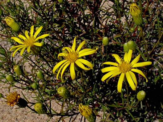 Pityopsis pinifolia, Sandhill Goldenaster, Taylor County Goldenaster, Taylor County Silkgrass