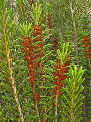 image of Ceratiola ericoides, Florida Rosemary, Sandhill Rosemary, Sand Heath