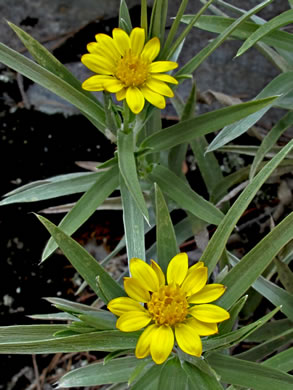 Pityopsis ruthii, Ruth's Goldenaster