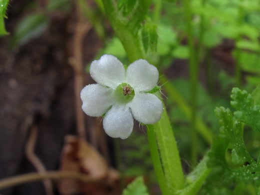 image of Nemophila aphylla, Baby Blue Eyes, Small-flower Baby-blue-eyes, White Nemophila, Eastern Baby-blue-eyes