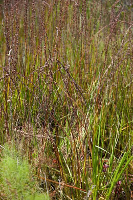 image of Philydrum lanuginosum, Woolly Frogsmouth, Frogmouth, Woolly Waterlily