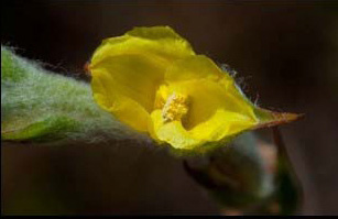 image of Philydrum lanuginosum, Woolly Frogsmouth, Frogmouth, Woolly Waterlily