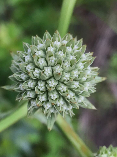 image of Eryngium yuccifolium var. yuccifolium, Northern Rattlesnake-master, Button Snakeroot