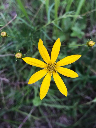 Coreopsis verticillata, Threadleaf Coreopsis, Cutleaf Tickseed, Whorled Tickseed