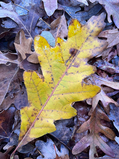 image of Quercus alba, White Oak