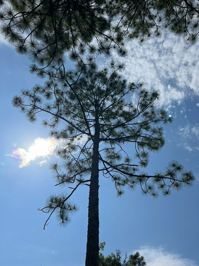 image of Pinus palustris, Longleaf Pine, Southern Pine