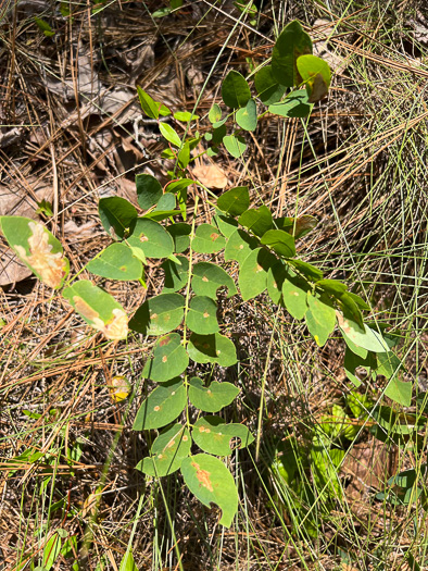 Robinia nana, Dwarf Bristly Locust, Dwarf Locust