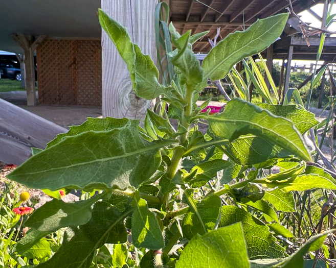 image of Heterotheca subaxillaris, Camphorweed