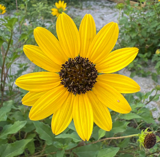 Helianthus debilis ssp. debilis, East Florida Beach Sunflower