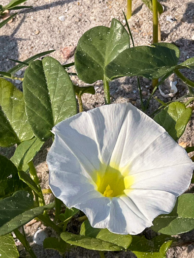 Ipomoea imperati, Fiddleleaf Morning Glory, Beach Morning Glory