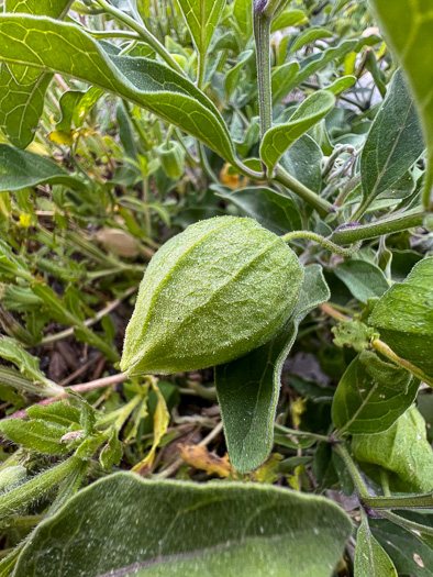 image of Physalis walteri, Dune Ground-cherry, Sand Ground-cherry, Walter's Ground-cherry