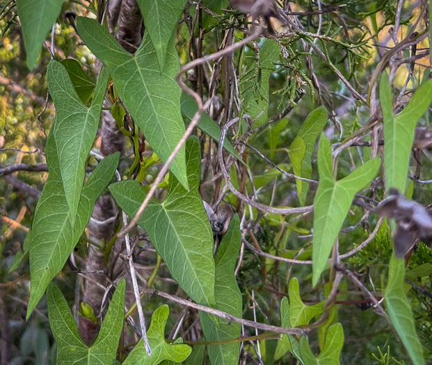 Ipomoea sagittata, Saltmarsh Morning Glory