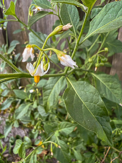 image of Solanum emulans, Eastern Black Nightshade